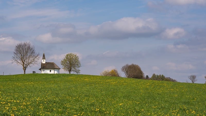 Enchanted Meadows