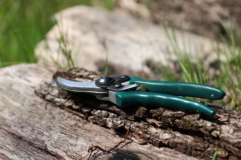 Enchanted Pruning