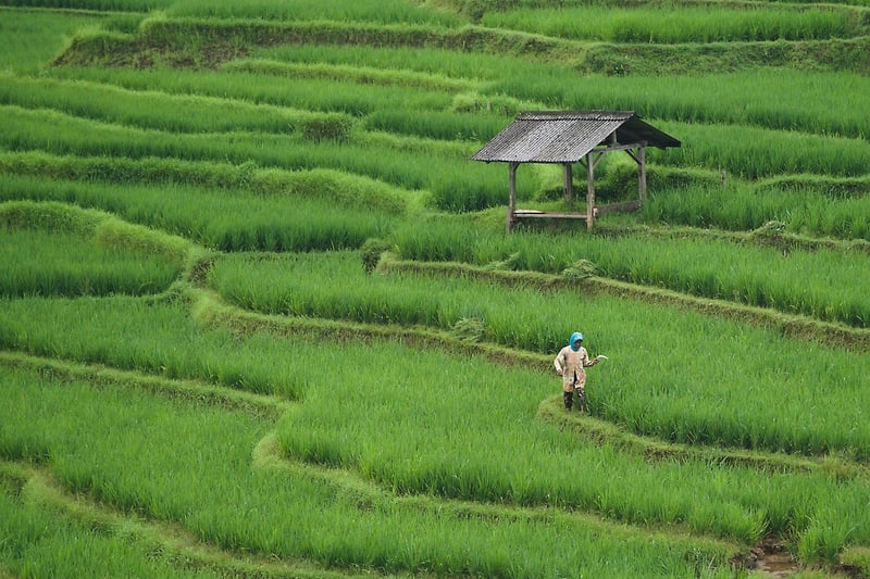 Fantasy Farming