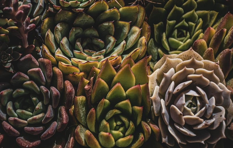 Unique Plants