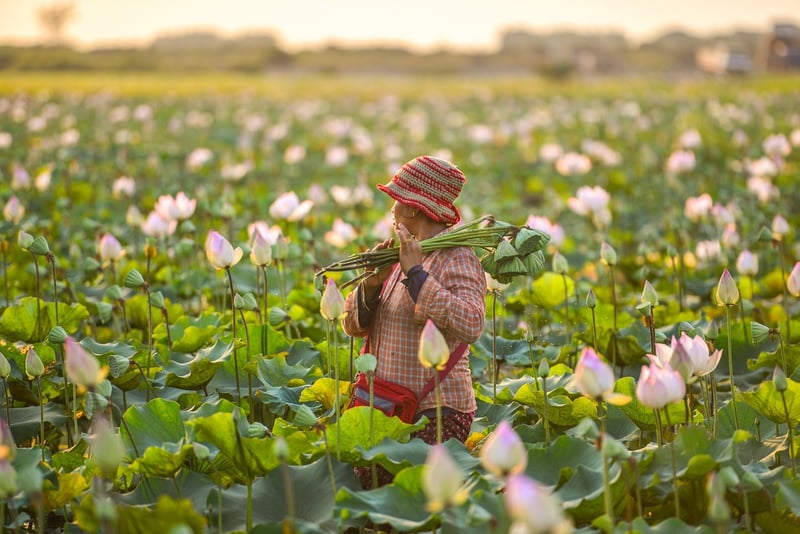Enchanted Lotus