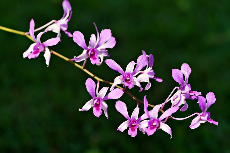 Dragon's Breath Orchid